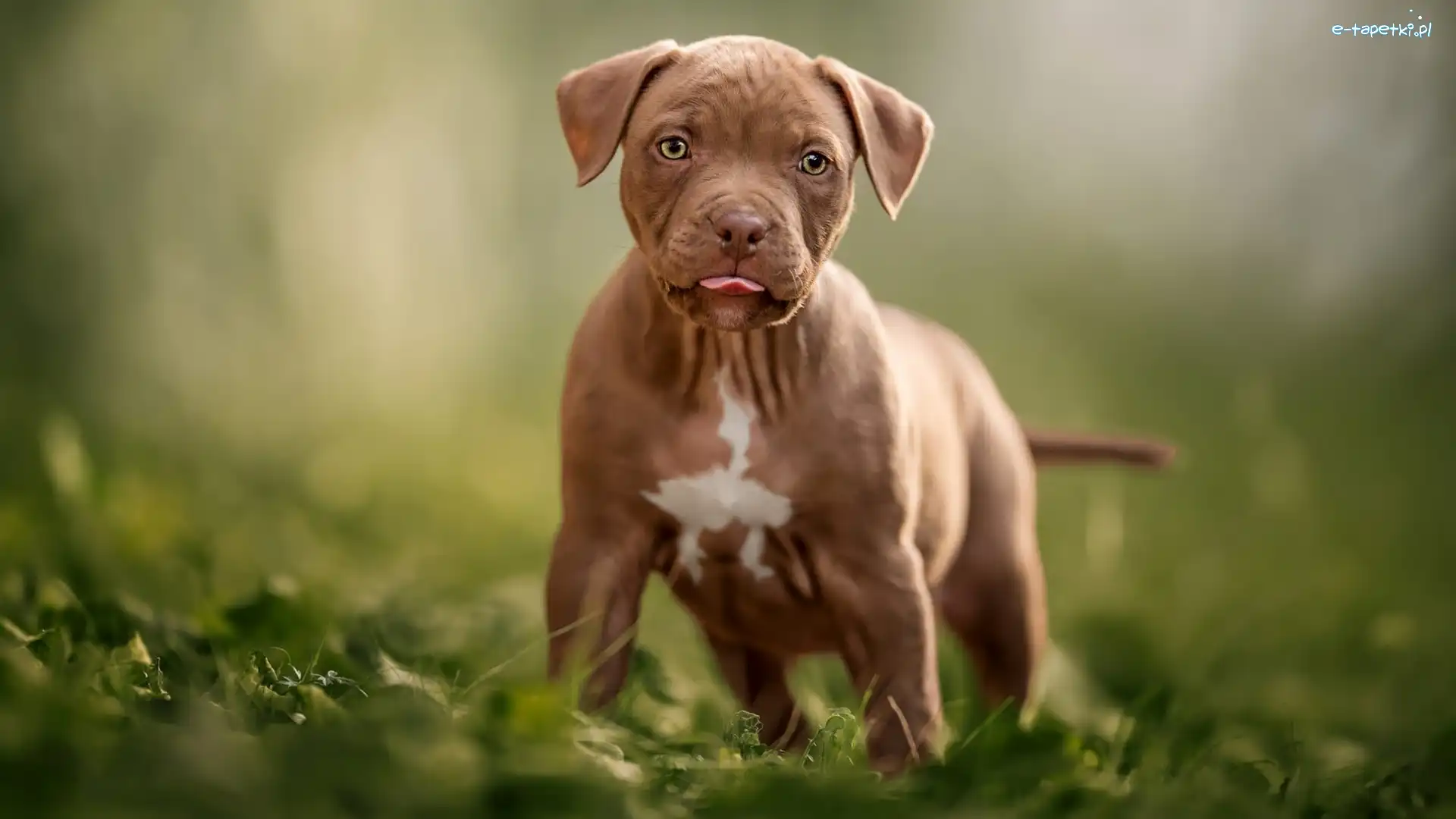 Pit Bull terrier, Szczeniak, Pies
