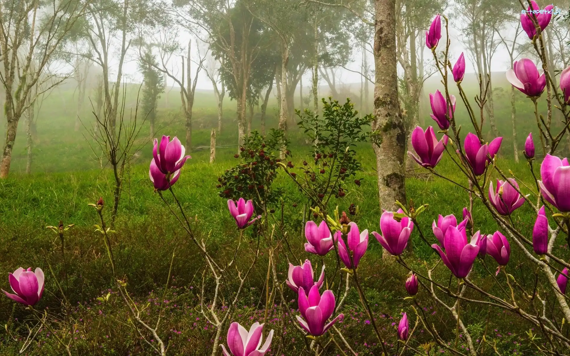 Poranek, fioletowa, Las, Magnolia, Krzewy, Mgła, Brzozy