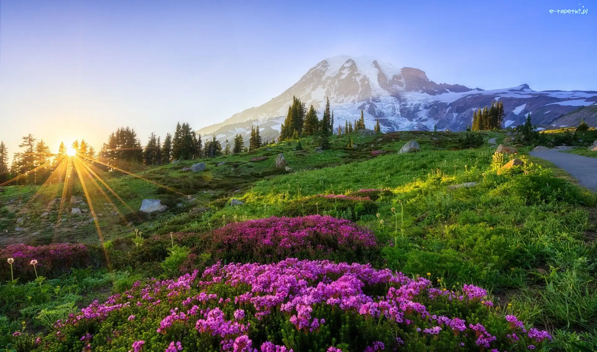 Stan Waszyngton, Góra, Promienie słońca, Łąka, Szczyt Mount Rainier, Stany Zjednoczone, Kwiaty, Park Narodowy Mount Rainier