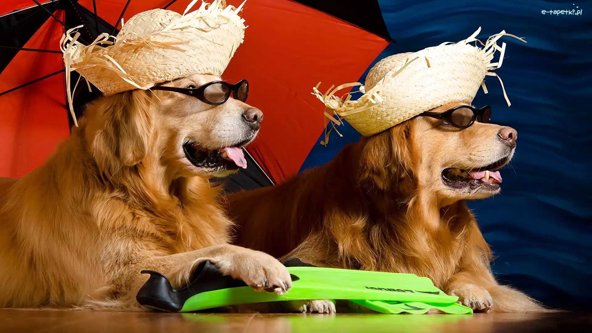 Kapelusze, Golden retriever, Parasol, Okulary, Psy, Dwa