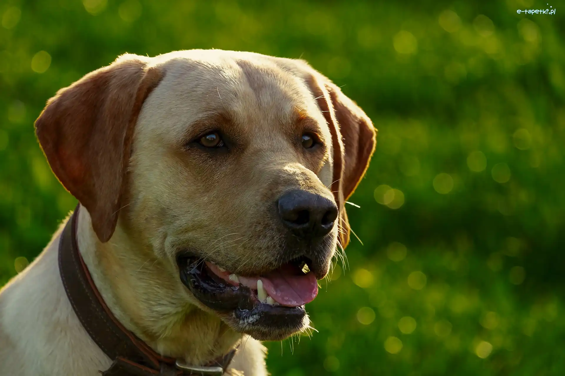 Obroża, Labrador retriever, Pies