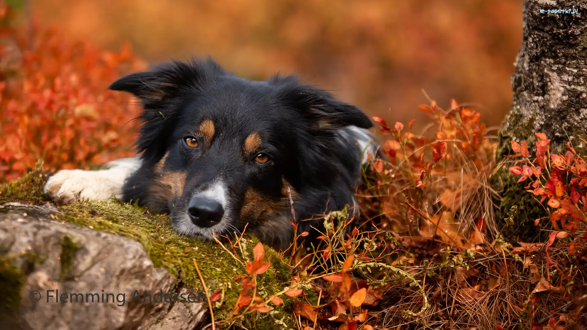 Pies, Mordka, Border collie, Rośliny, Kamień