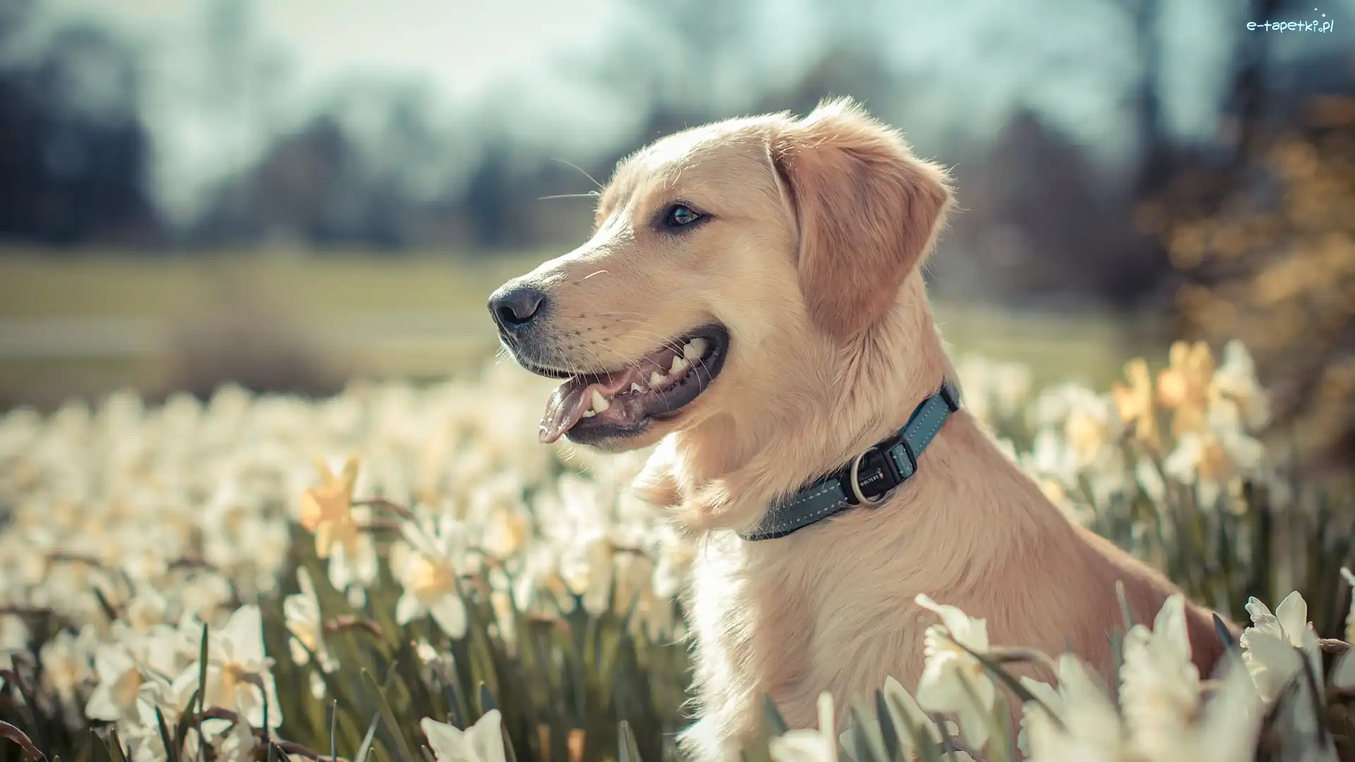 Kwiaty, Golden retriever, Pies