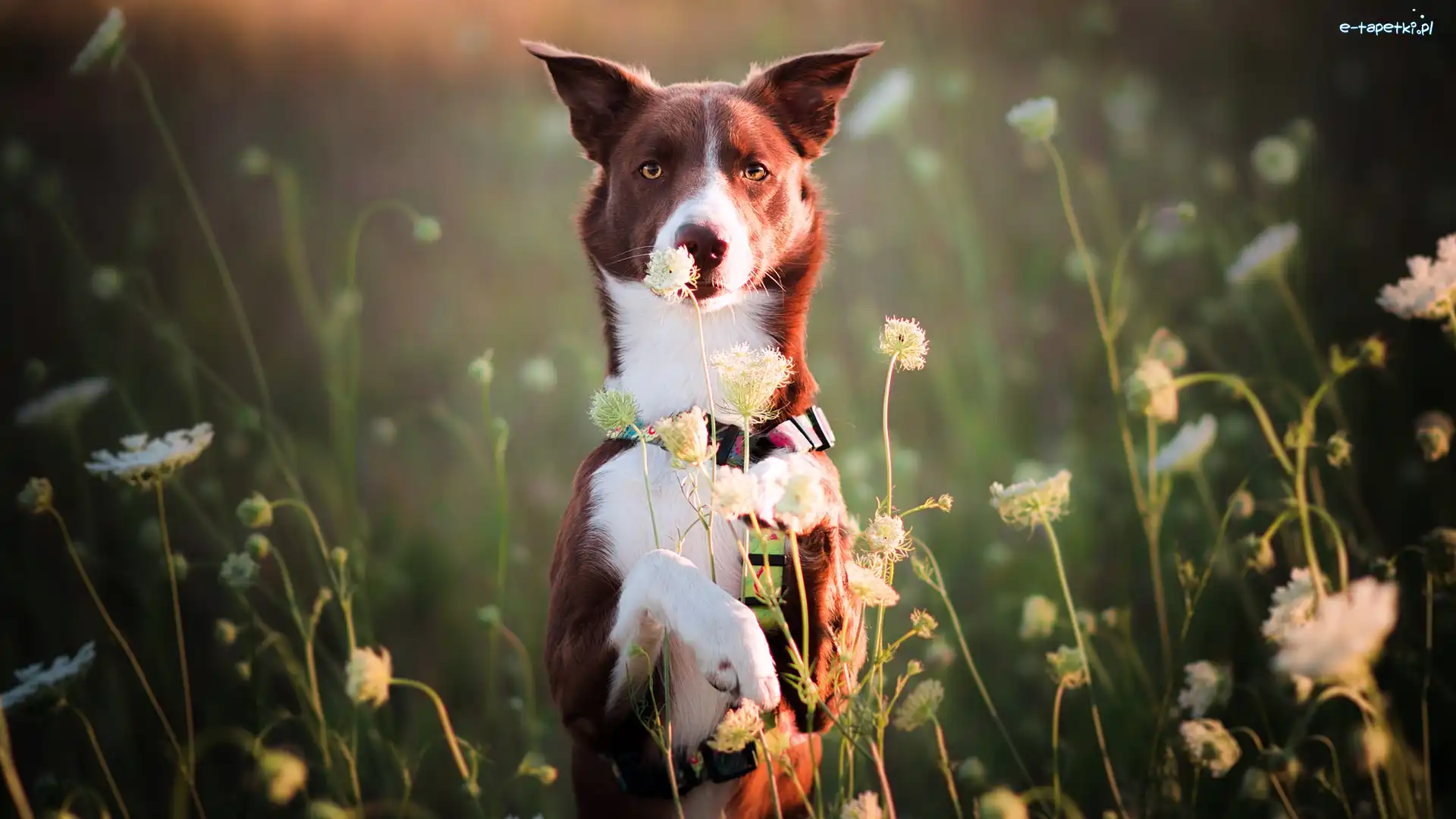 Pies, Border collie, Brązowo-biały, Kwiaty, Łąka