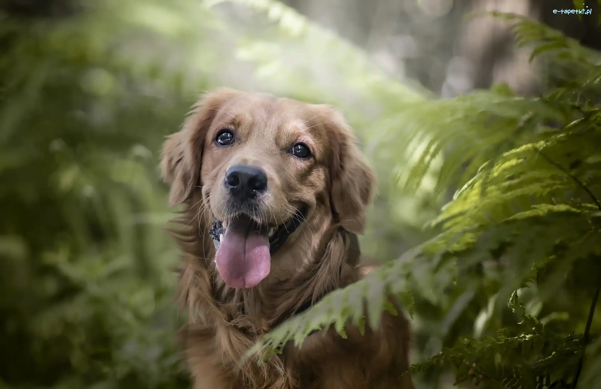 Paprocie, Golden Retriever, Pies