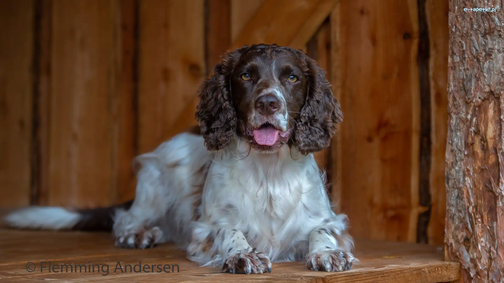 Springer spaniel angielski, Jęzor, Mordka, Pies