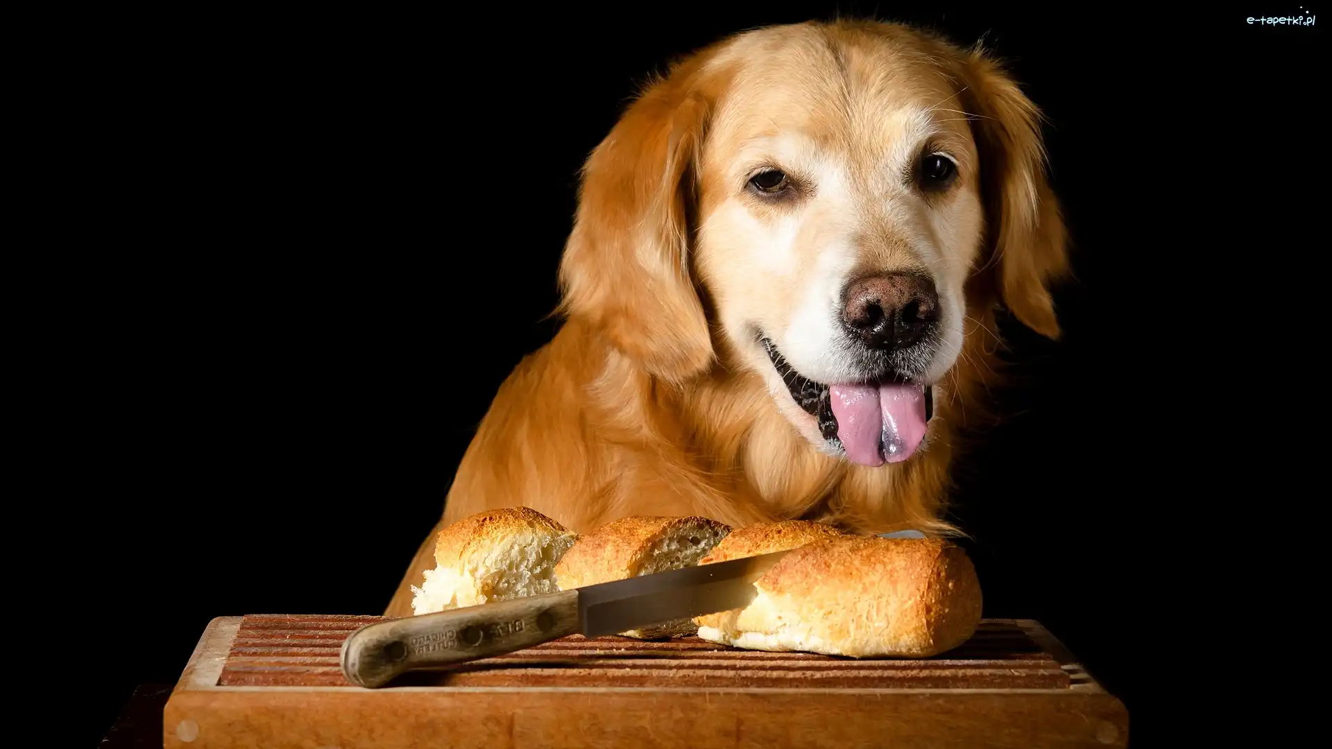 Ciemne tło, Język, Pieczywo, Mordka, Golden retriever, Deska, Nóż