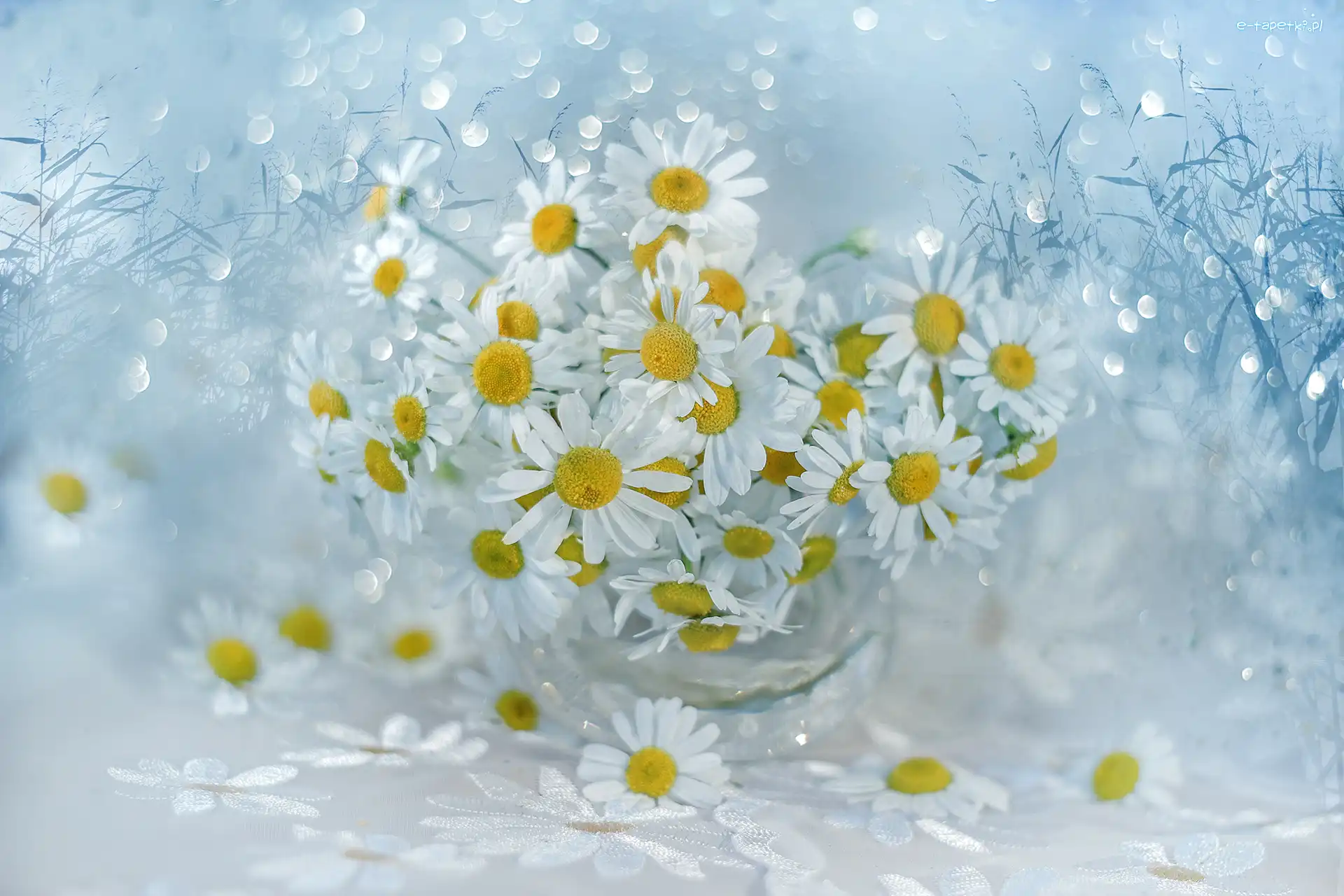Rumian polny, Kwiaty, Białe, Bokeh, Wazonik