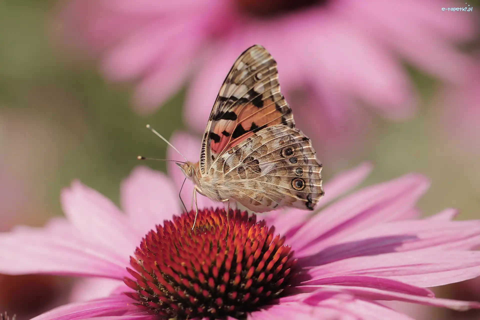 Kwiat, Owad, Makro, Jeżówka, Motyl, Rusałka osetnik