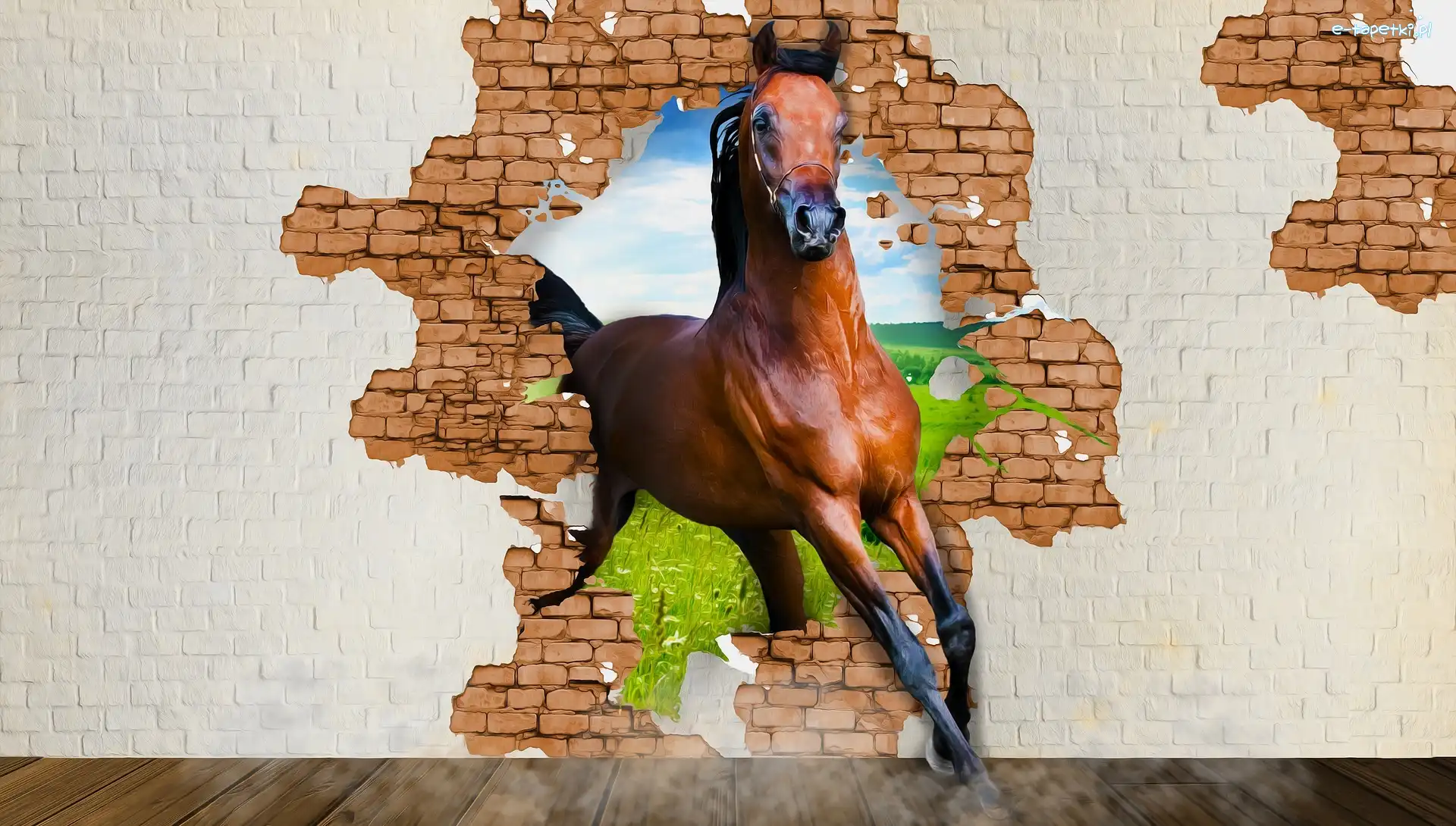 Grafika, Mur, Koń