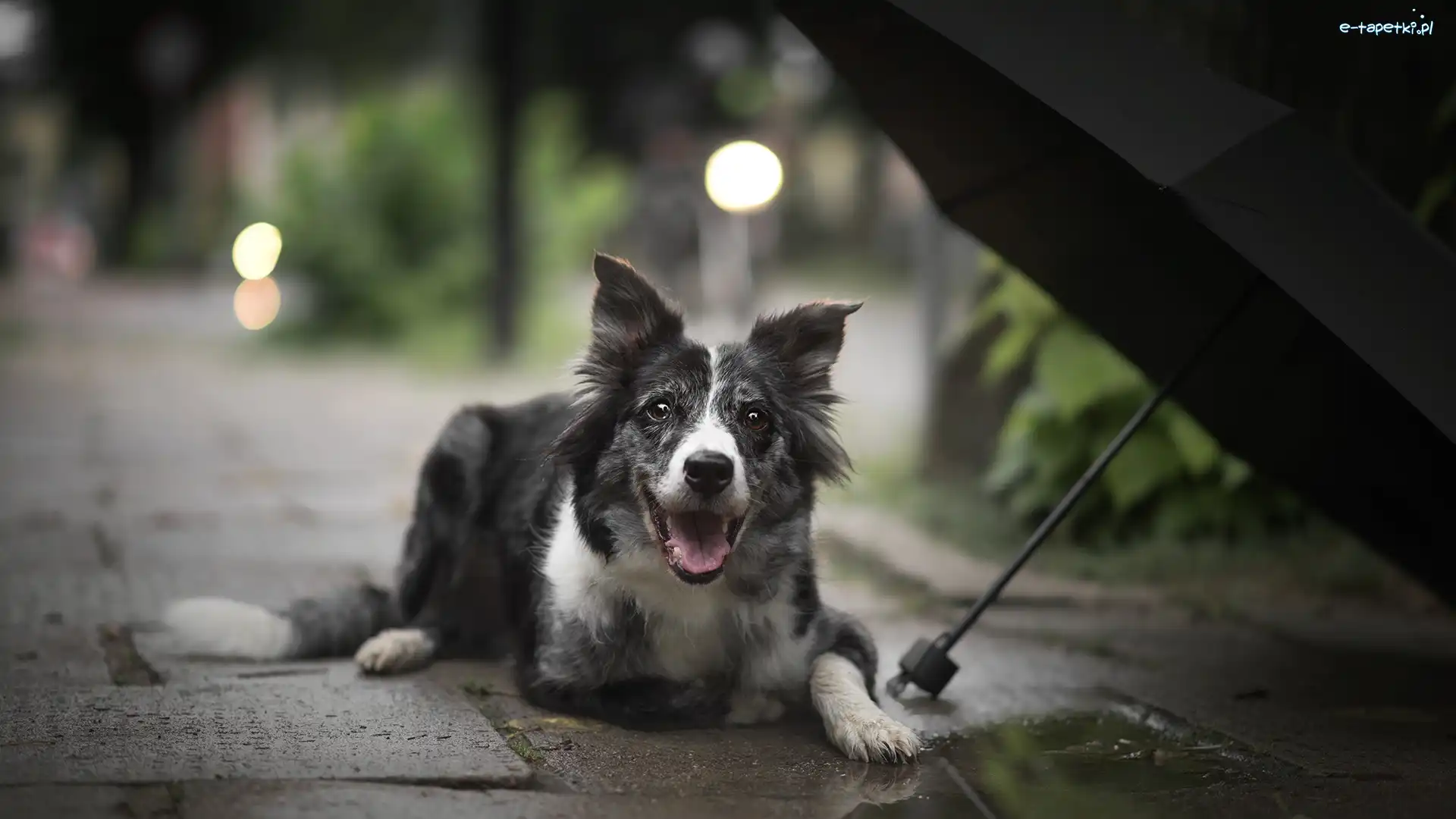 Border collie, Parasol, Chodnik, Pies