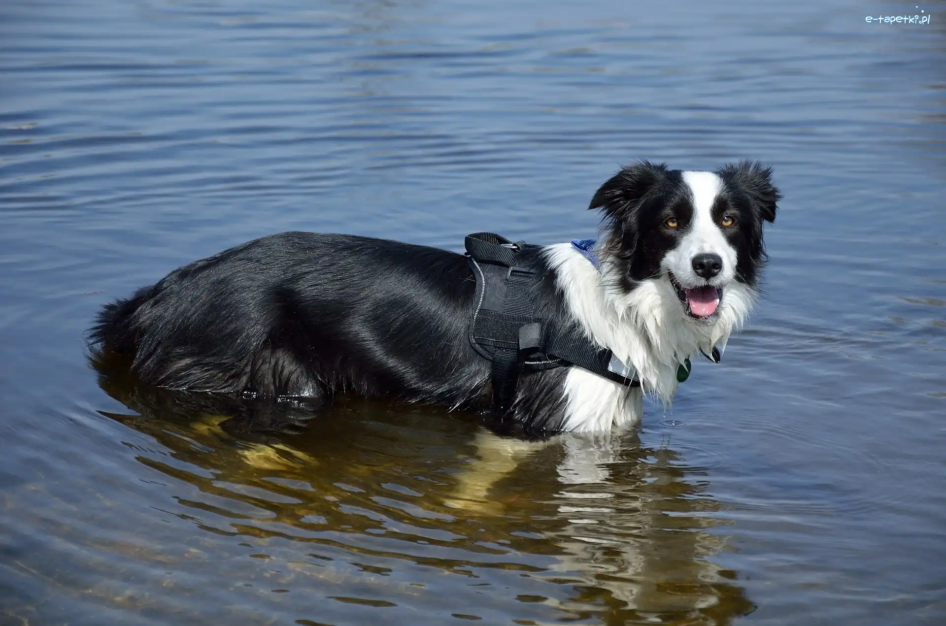 Border collie, Woda, Szelki, Pies
