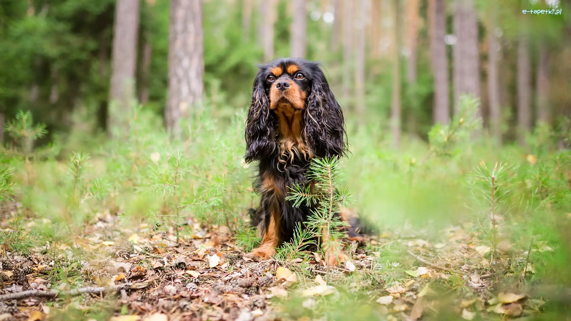 Pies, Las, King Charles spaniel, Ściółka, Drzewa