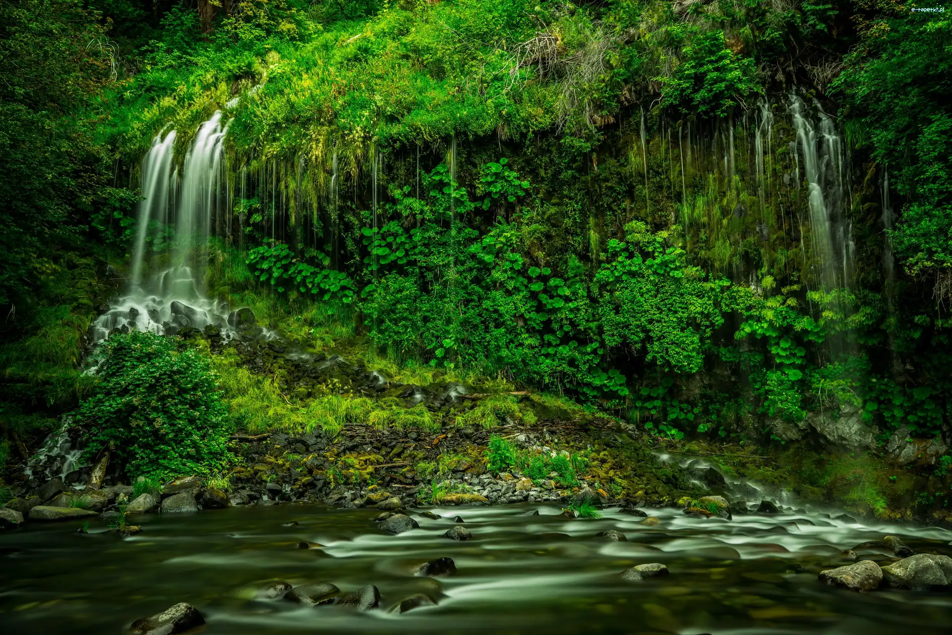Stan Kalifornia, Rzeka, Hrabstwo Siskiyou, Stany Zjednoczone, Roślinność, Wodospad Mossbrae Falls