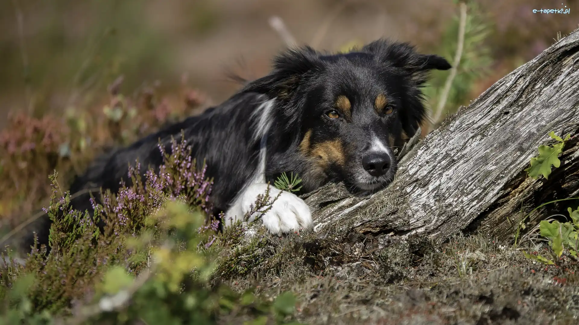 Pies, Mordka, Border collie, Drzewo, Wrzos