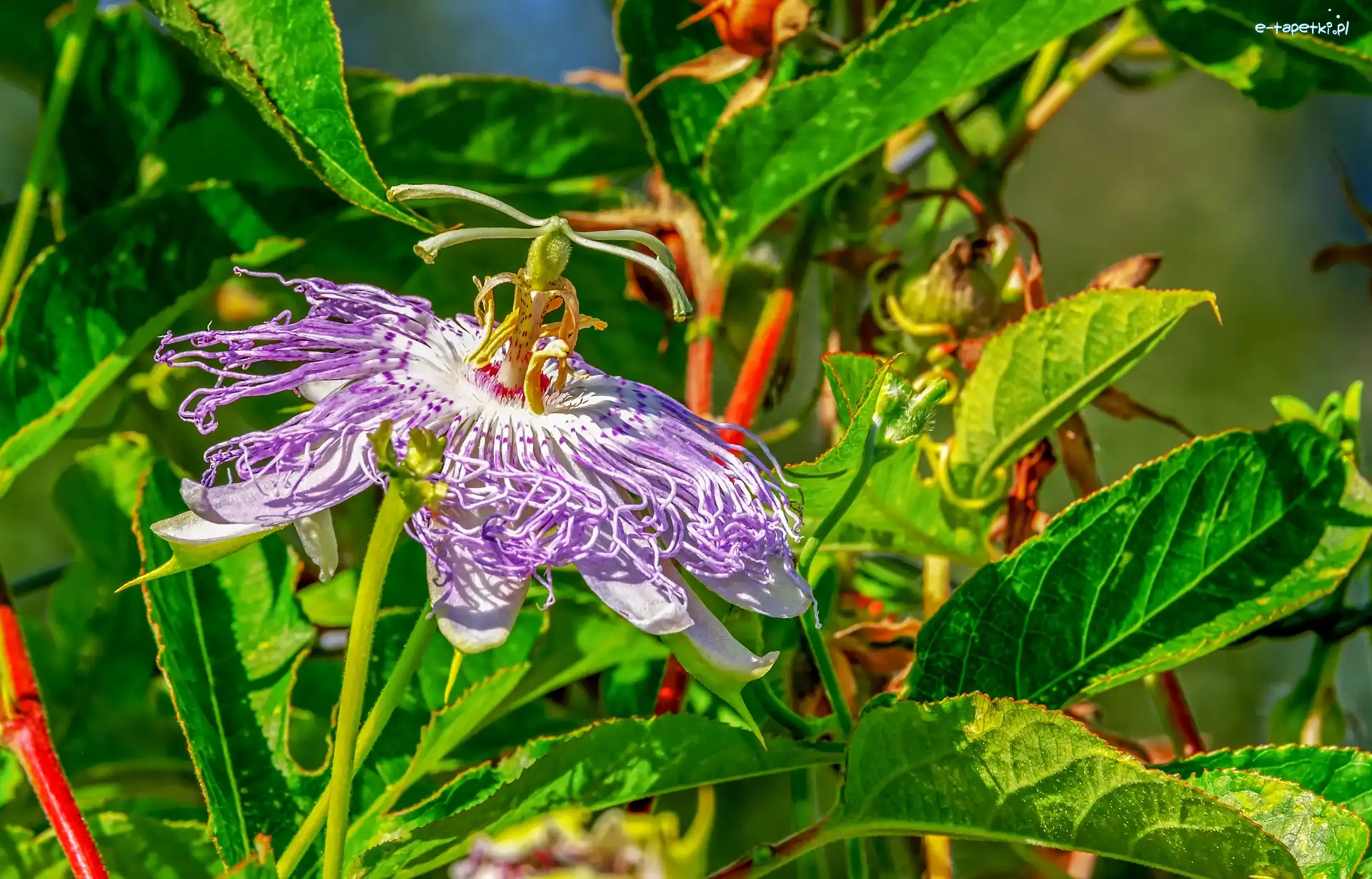 Passiflora, Liście, Kwiat, Męczennica, Ogród, Roślina