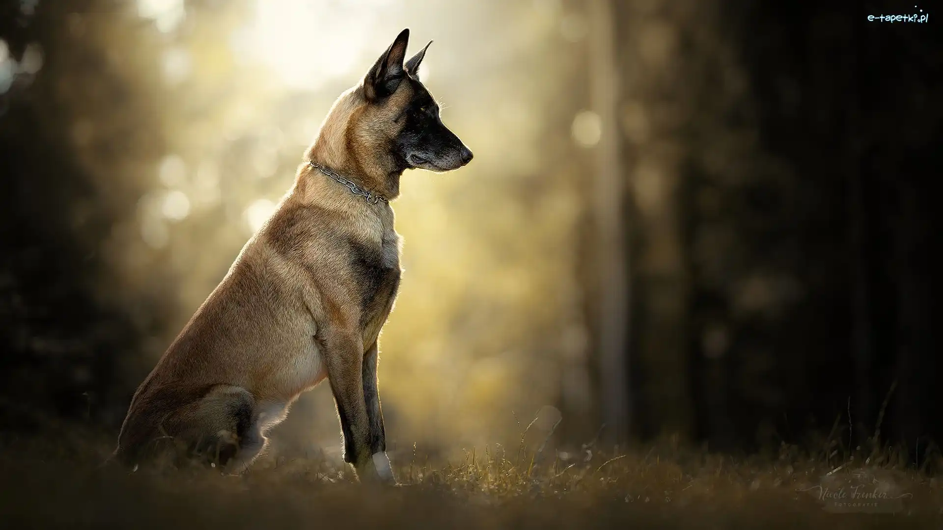 Trawa, Owczarek belgijski Malinois, Pies