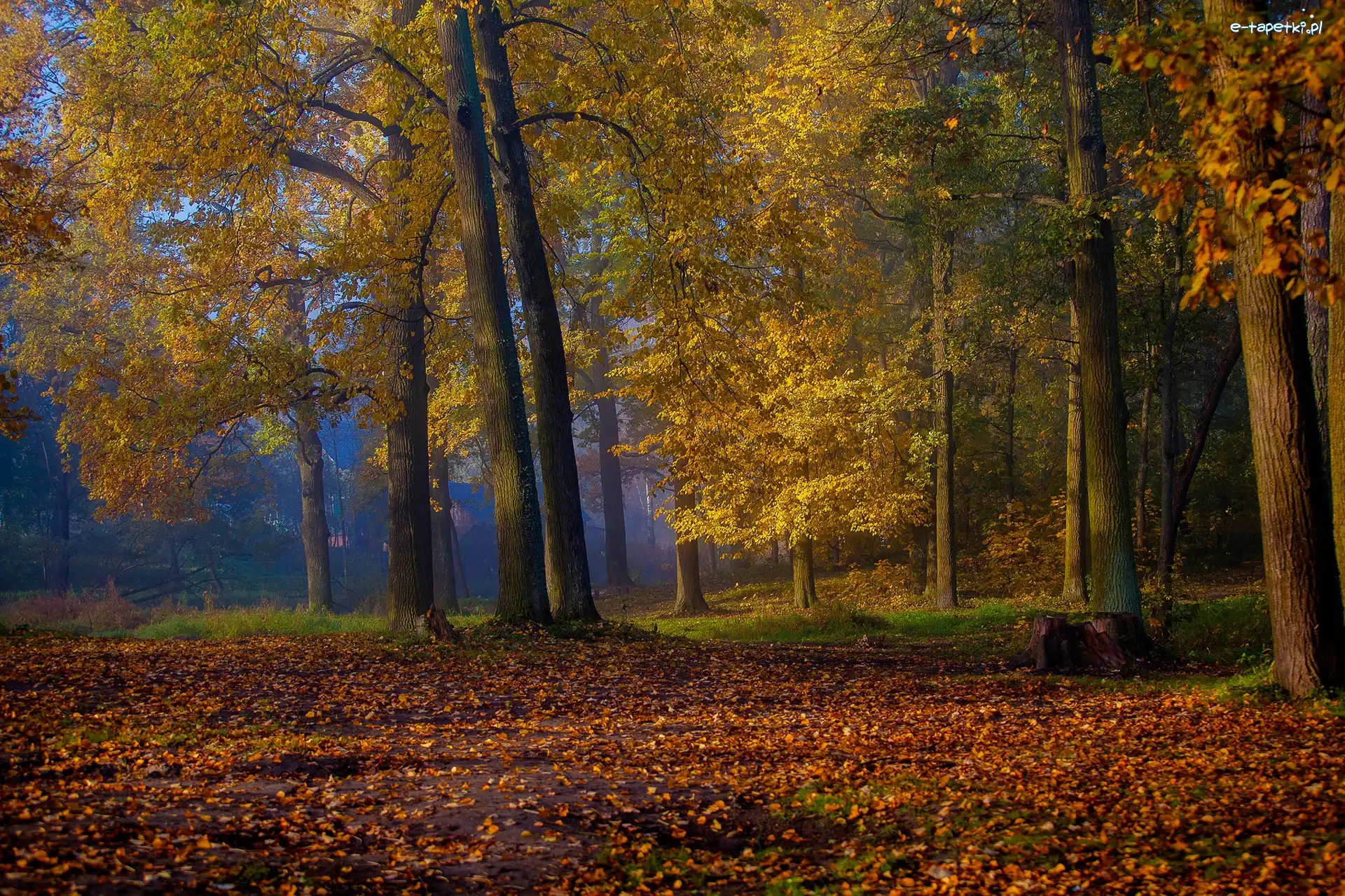 Jesień, Drzewa, Park, Liście, Opadłe