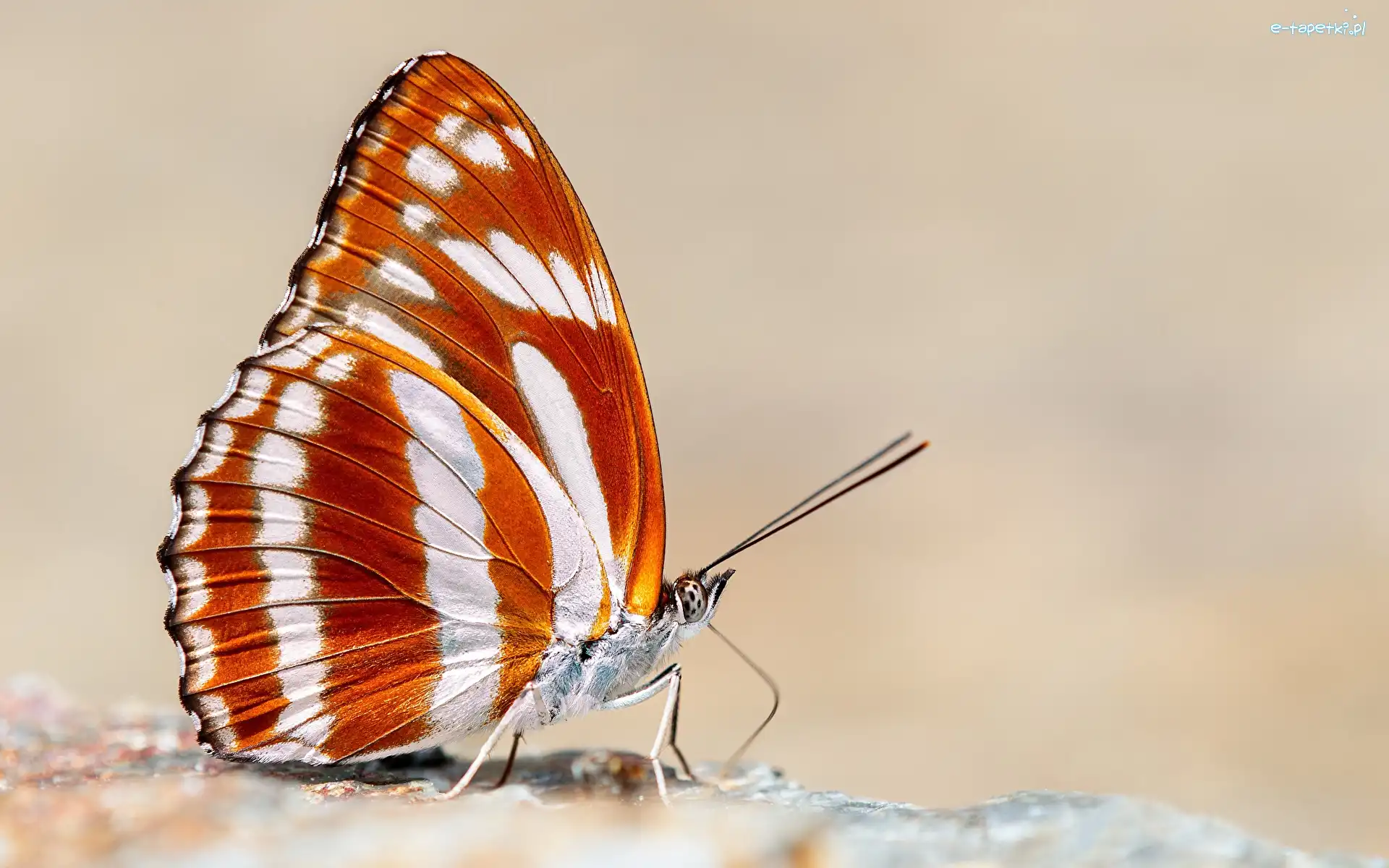 Motyl, Athyma fortuna, Brązowo-biały, Rozmycie, Kamień