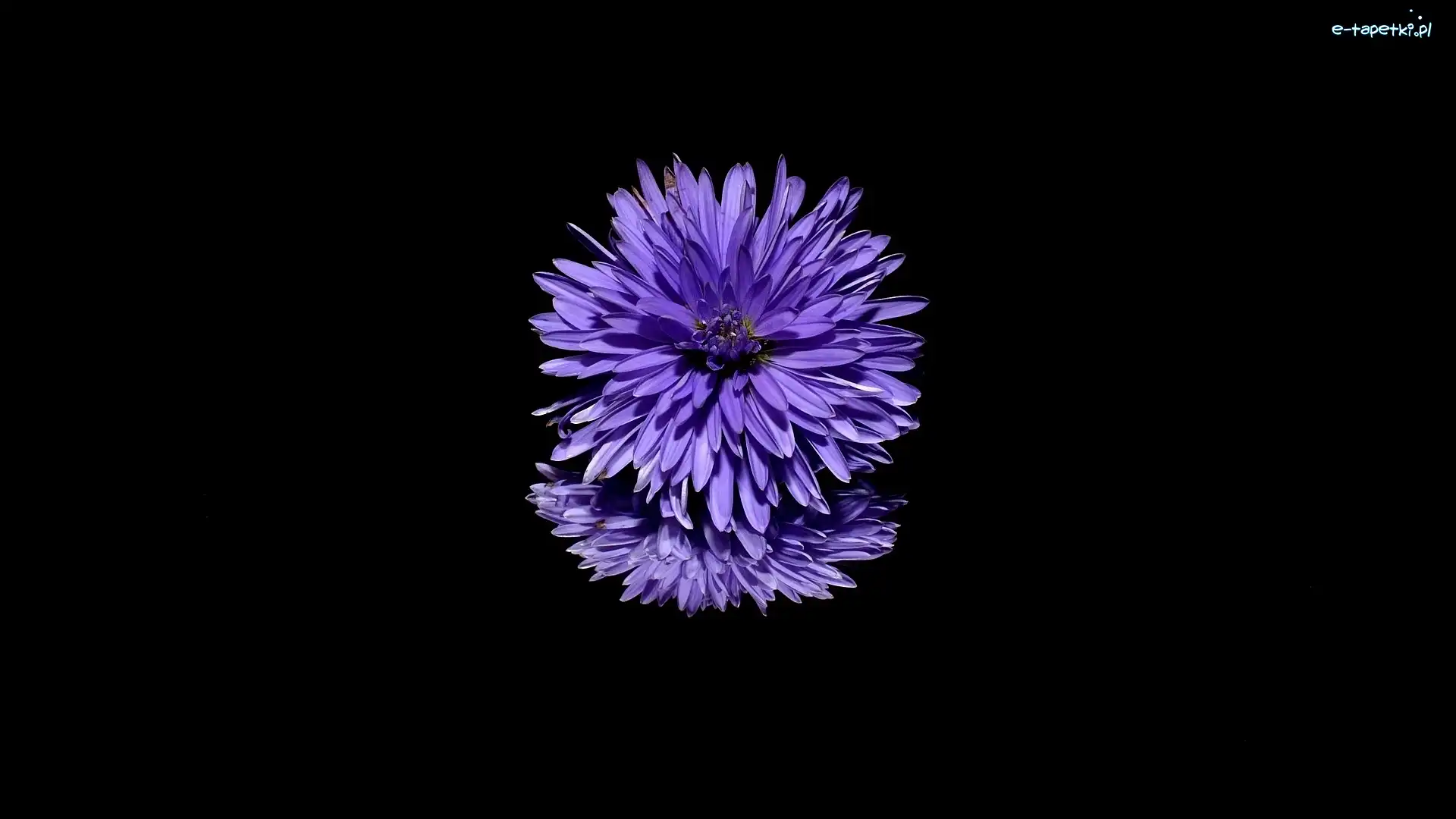 Aster, Odbicie, Ciemne tło, Kwiat