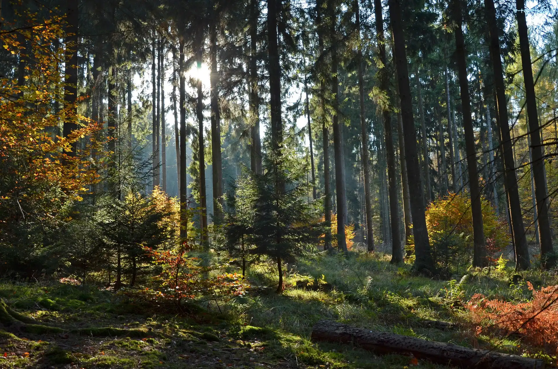 Las, Przebijające światło, Drzewa, Poranek