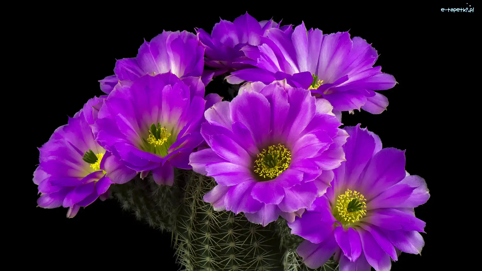 Zbliżenie, Fioletowe, Kwiaty, Czarne tło, Echinocereus reichenbachii, Kaktus