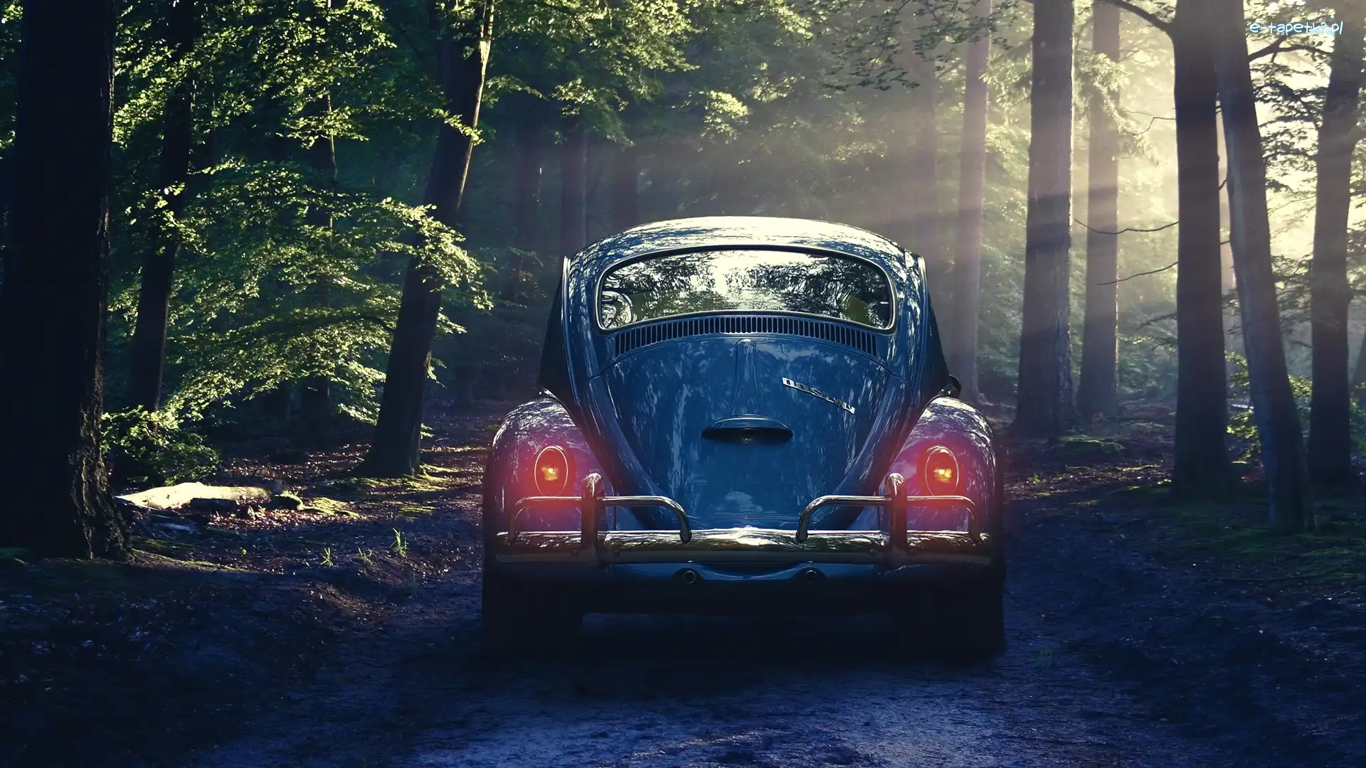 Garbus, Droga, Las, Volkswagen Beetle