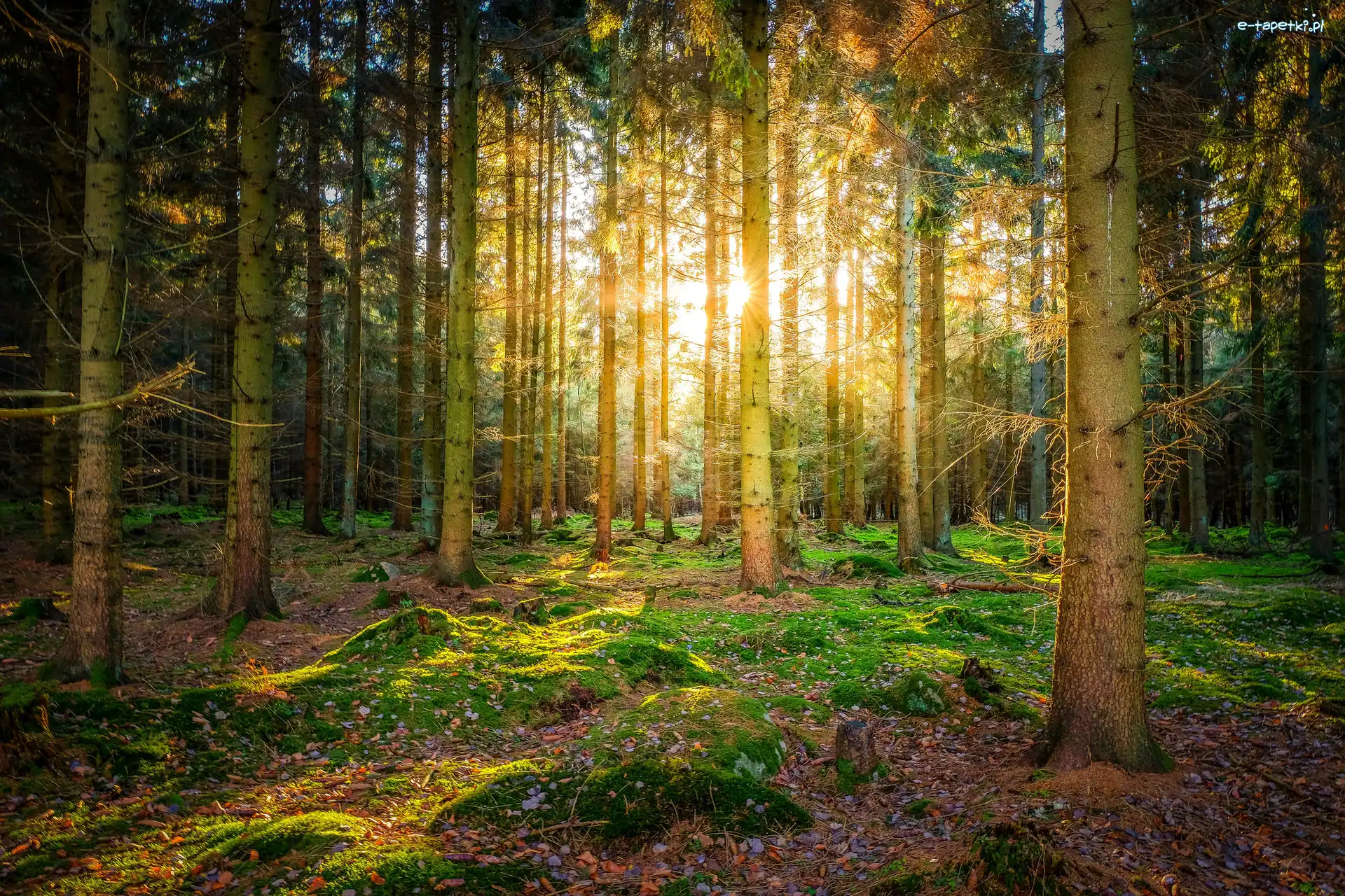 Promienie słońca, Drzewa, Las iglasty