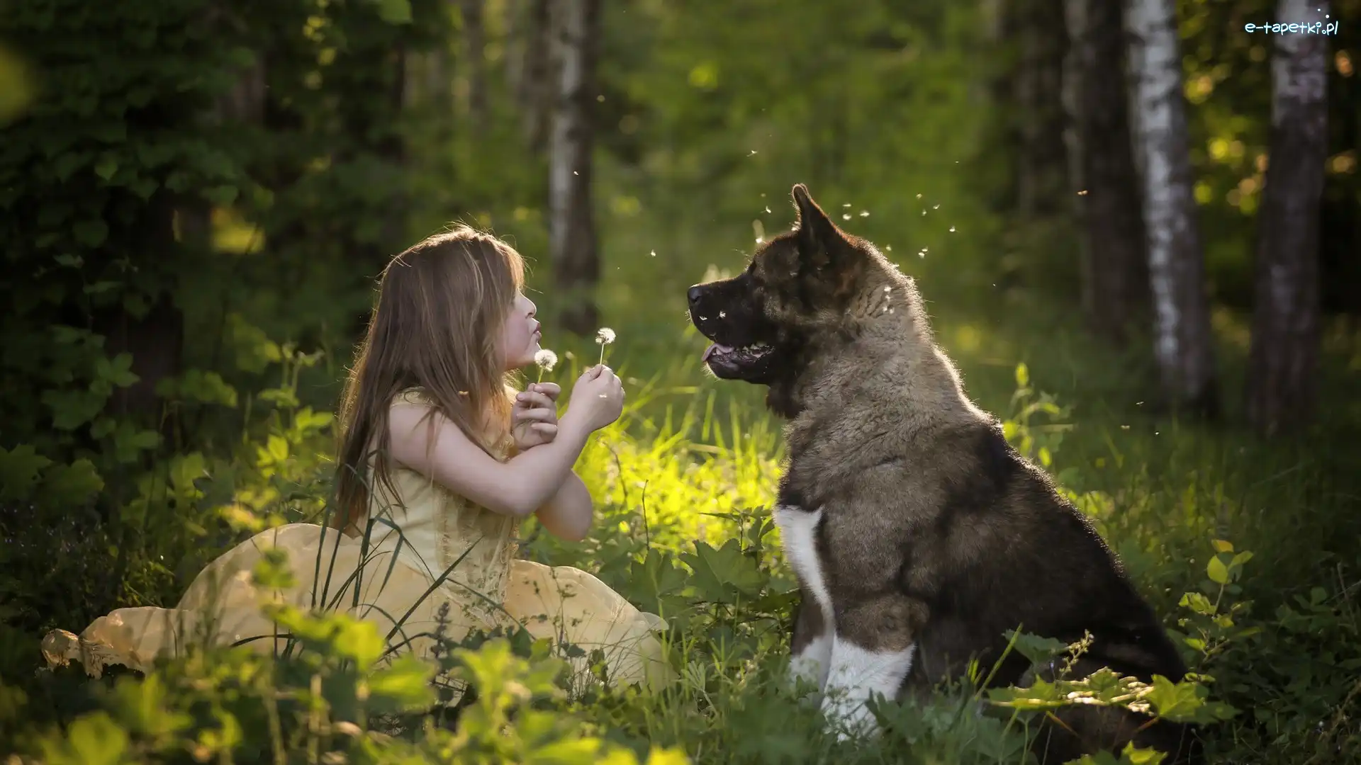 Dziewczynka, Akita amerykańska, Pies, Las