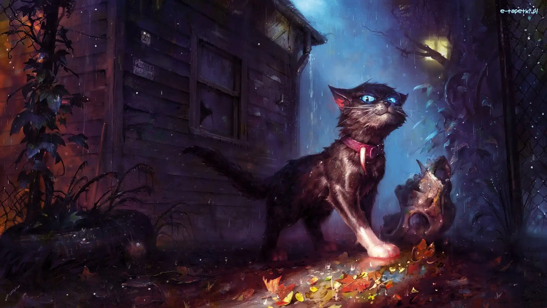 Digital Art, Okładka, Kot, Bicz początek legendy, Książki