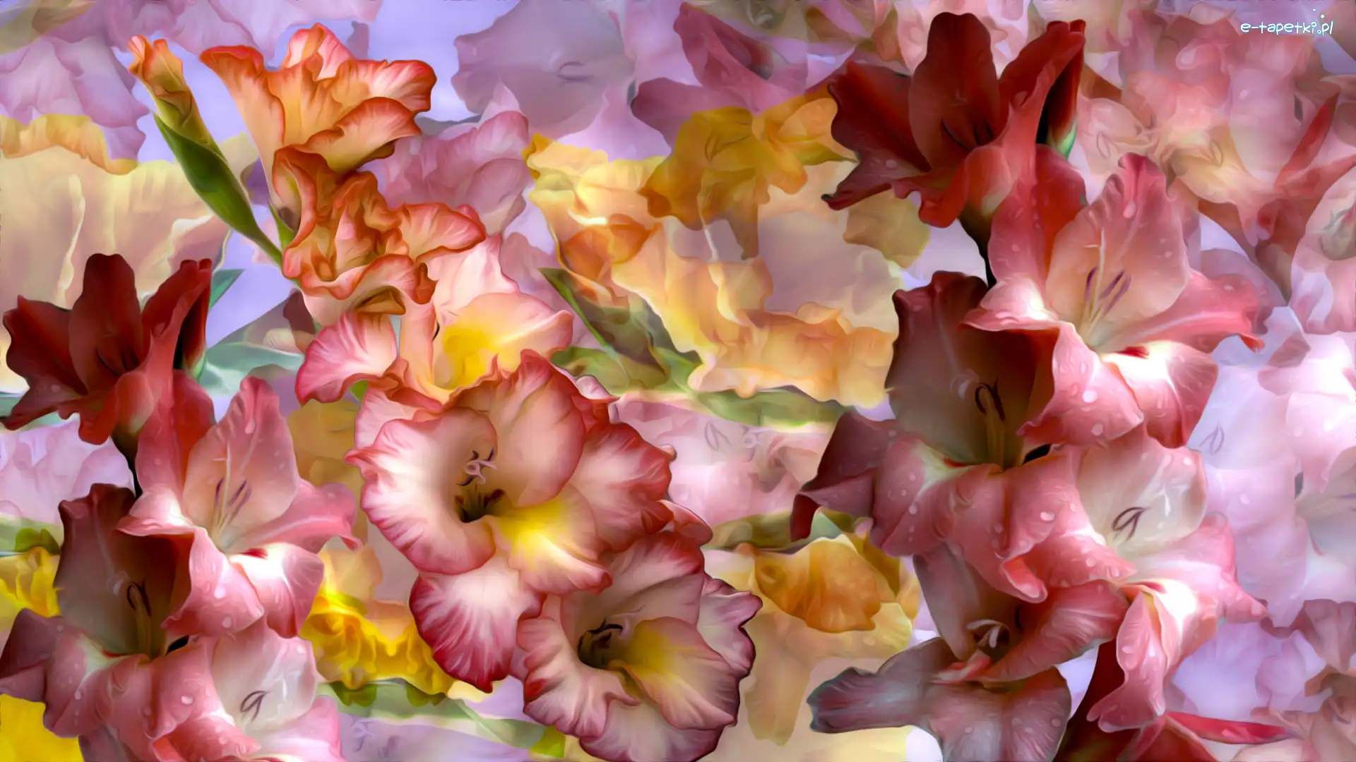 Mieczyki, Grafika, Gladiole, Kwiaty