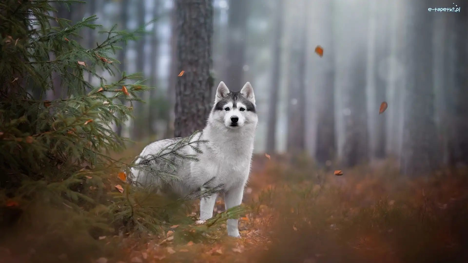 Siberian husky, Drzewa, Las, Pies