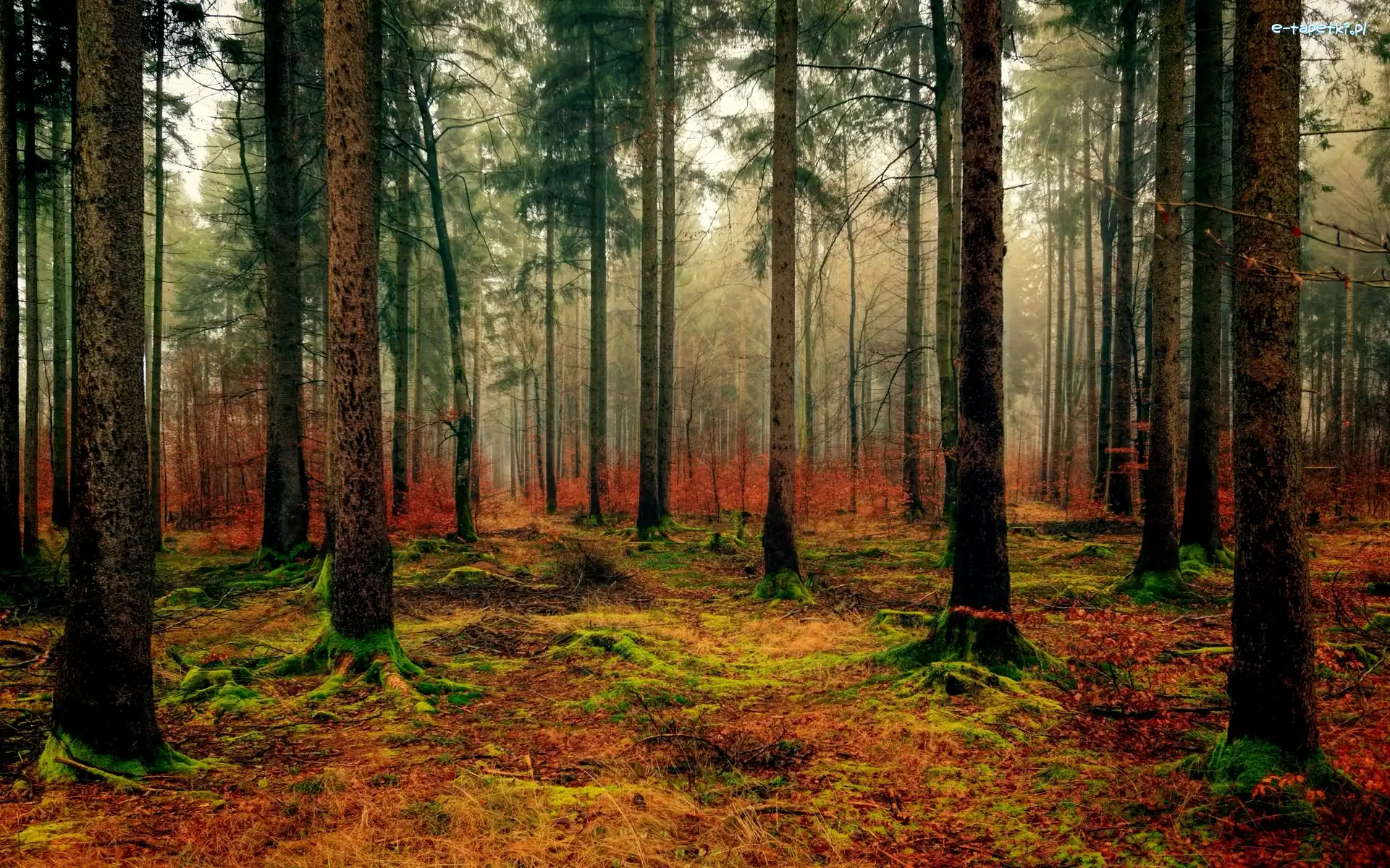 Jesień, Drzewa, Las, Mgła, Runo leśne