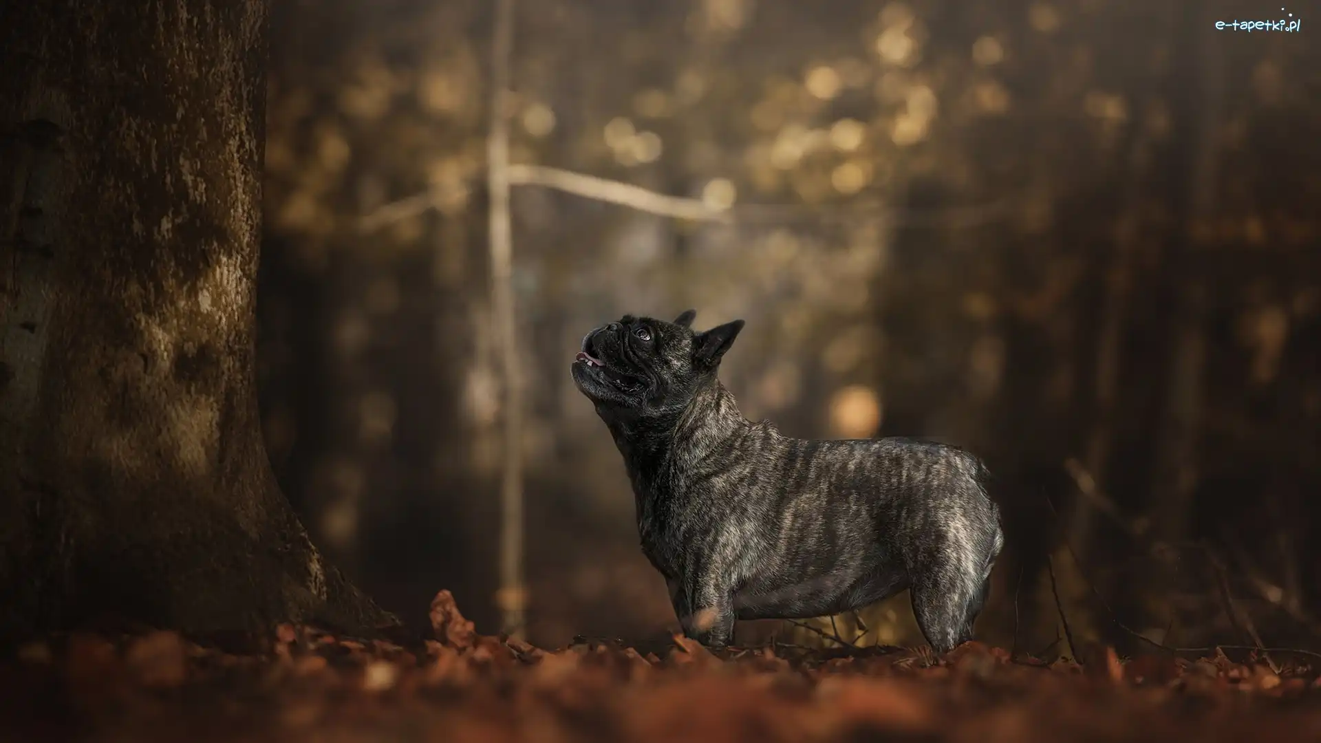 Buldog francuski, Bokeh, Drzewo, Pies