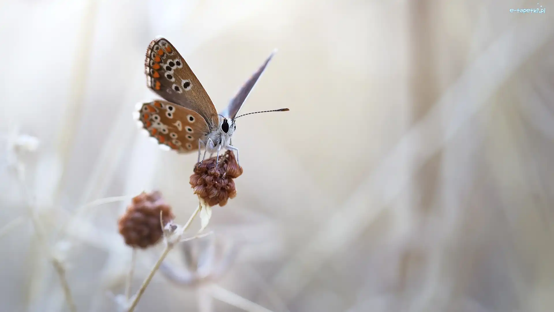 Rozmyte, Roślina, Macro, Tło, Modraszek ikar, Motyl