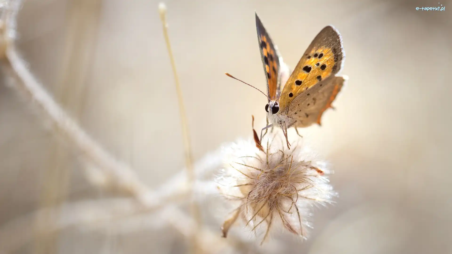 Motyl, Roślina, Czerwończyk żarek, Makro