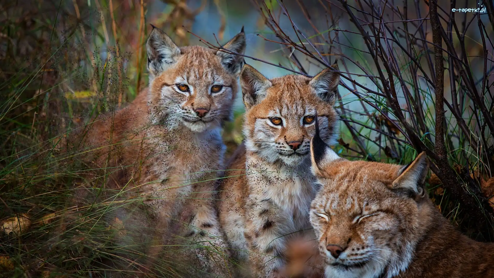 Trawa, Rysie, Trzy