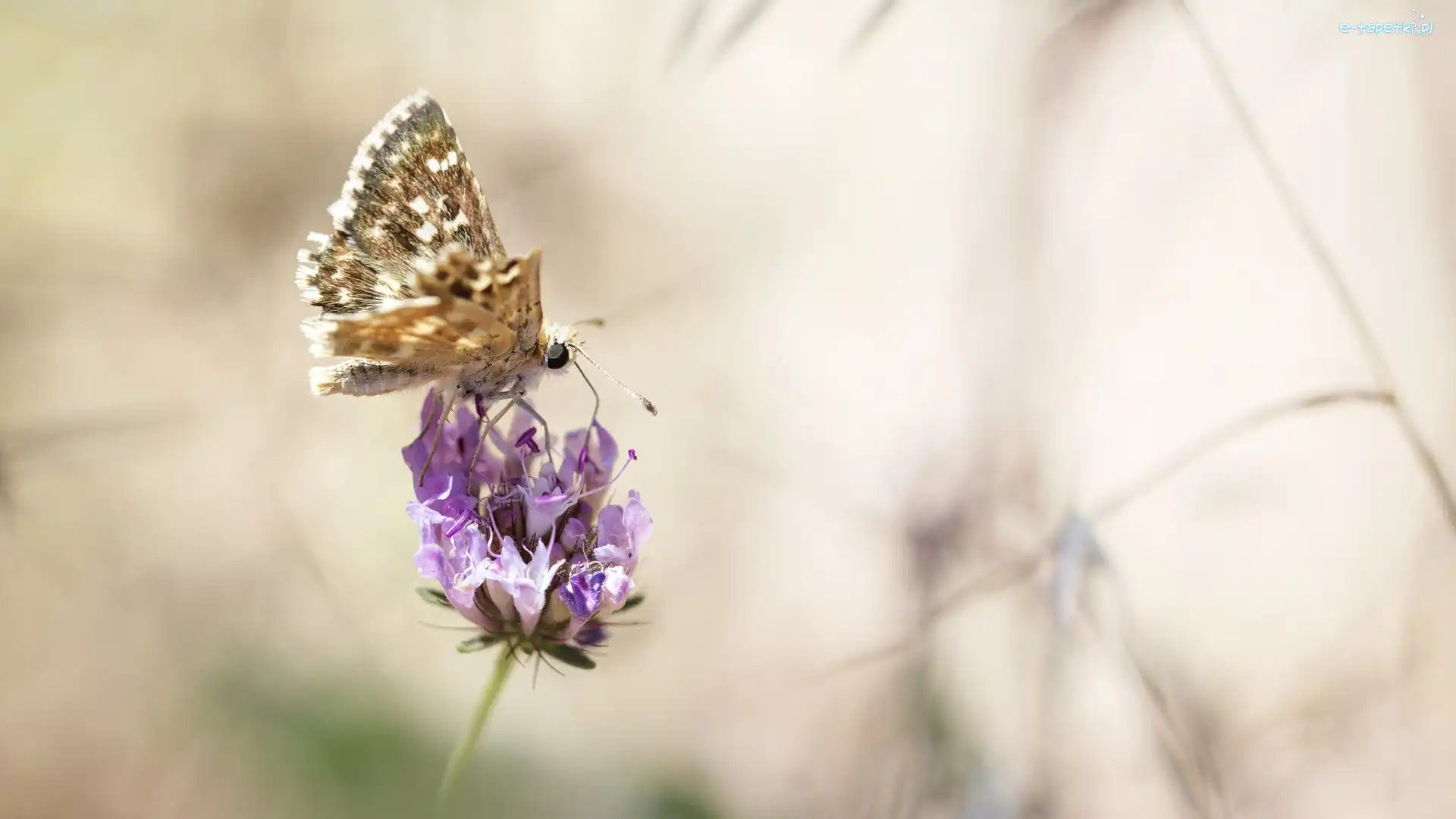 Motyl, Skrzydełko, Postrzępione, Makro, Kwiat