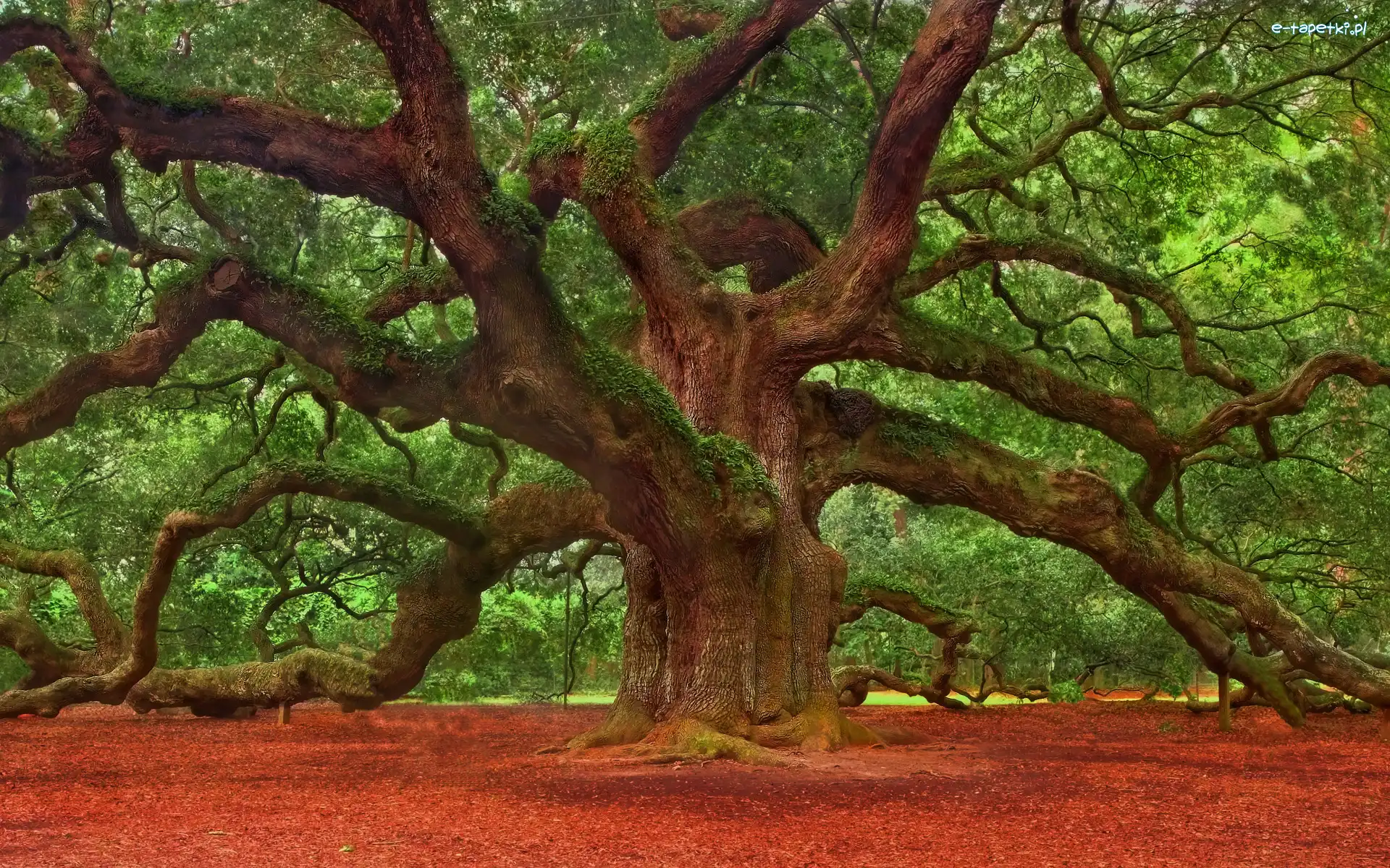 Angel Oak Tree, Konary, Dąb, Pięćsetletni, Drzewo, Stany Zjednoczone, Stan Karolina Południowa, Rozłożyste, Charleston