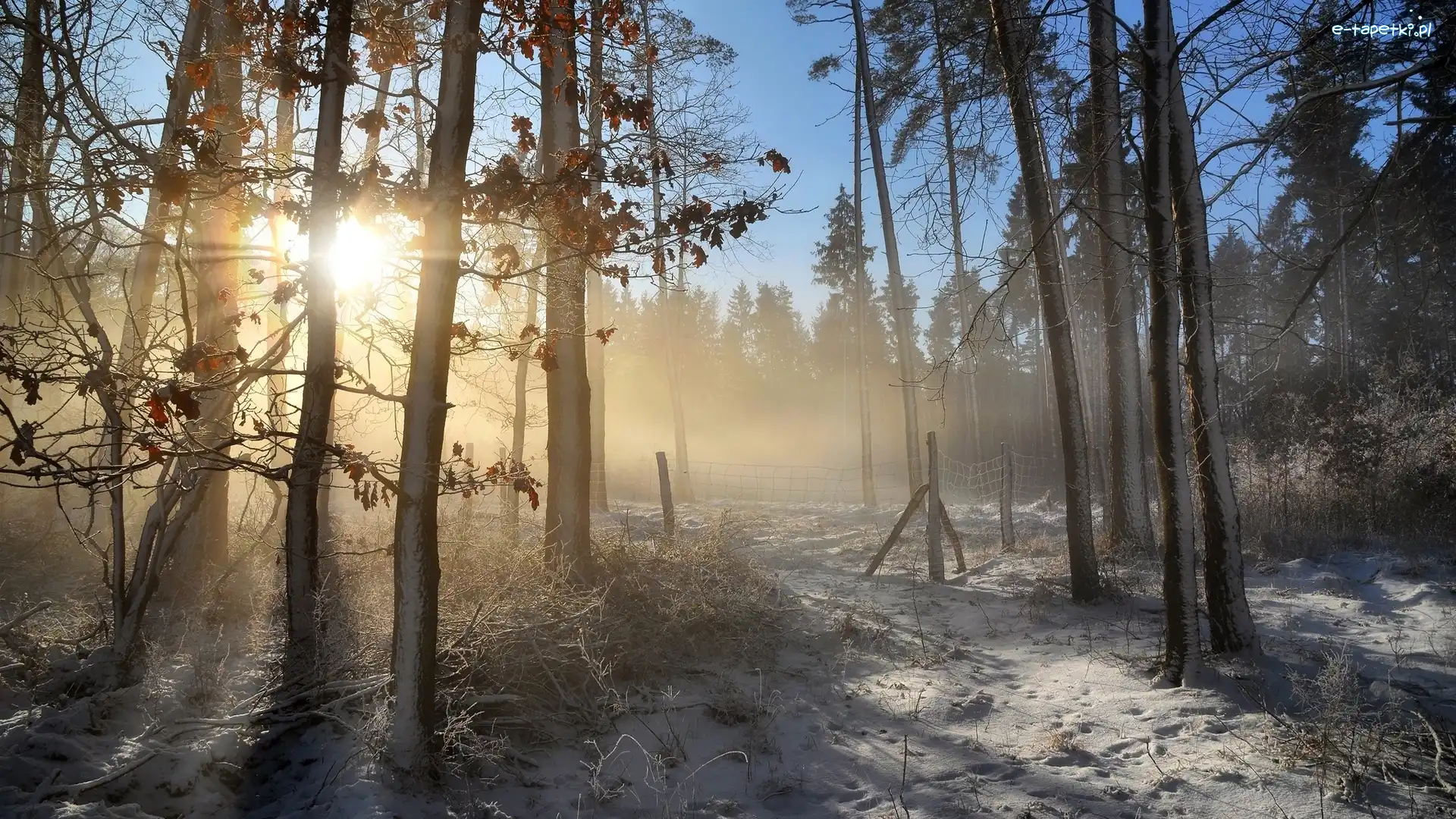 Las, Wschód słońca, Drzewa, Śnieg, Mgła