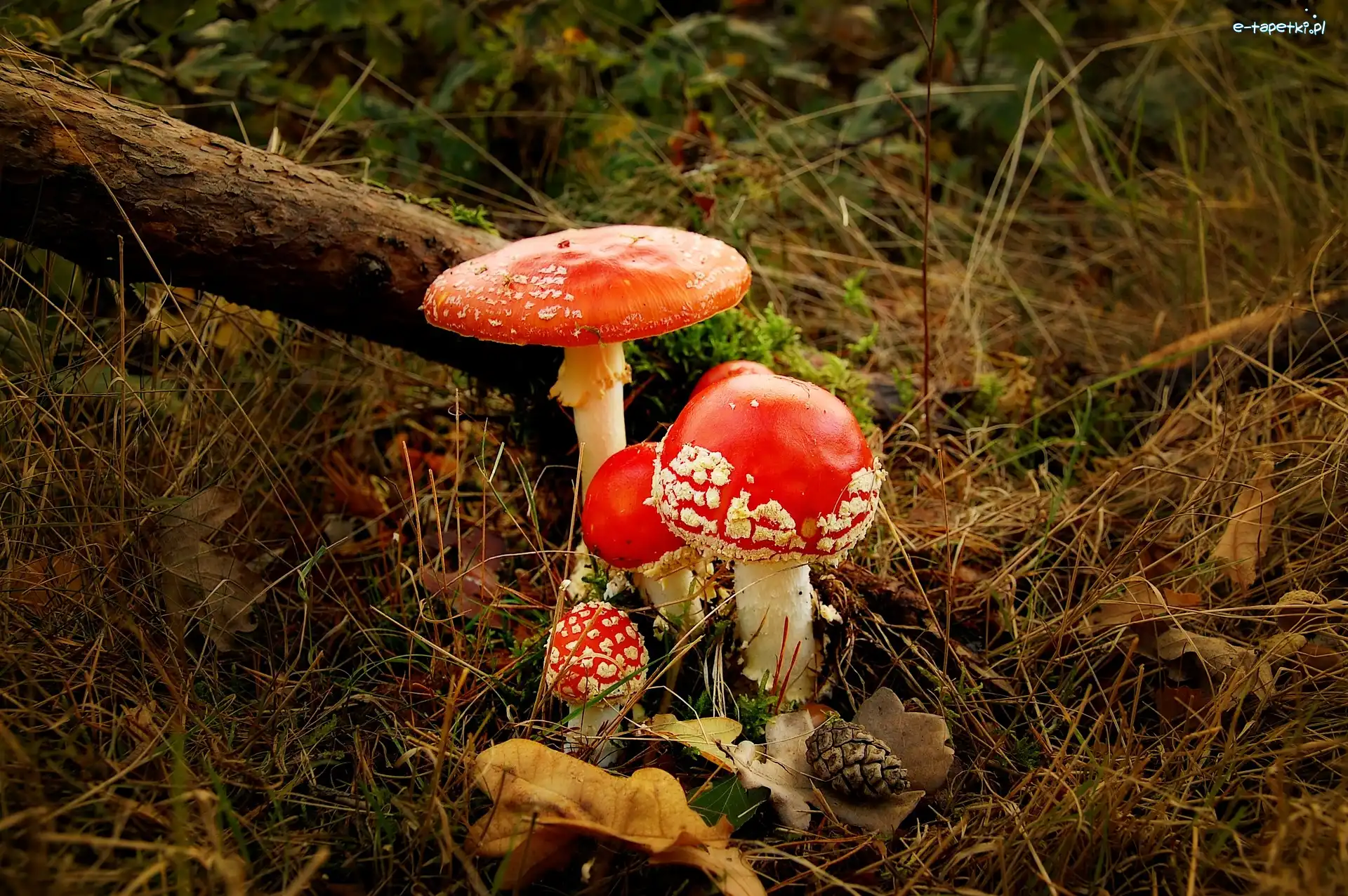 Muchomory, Leśne, Runo, Grzyby