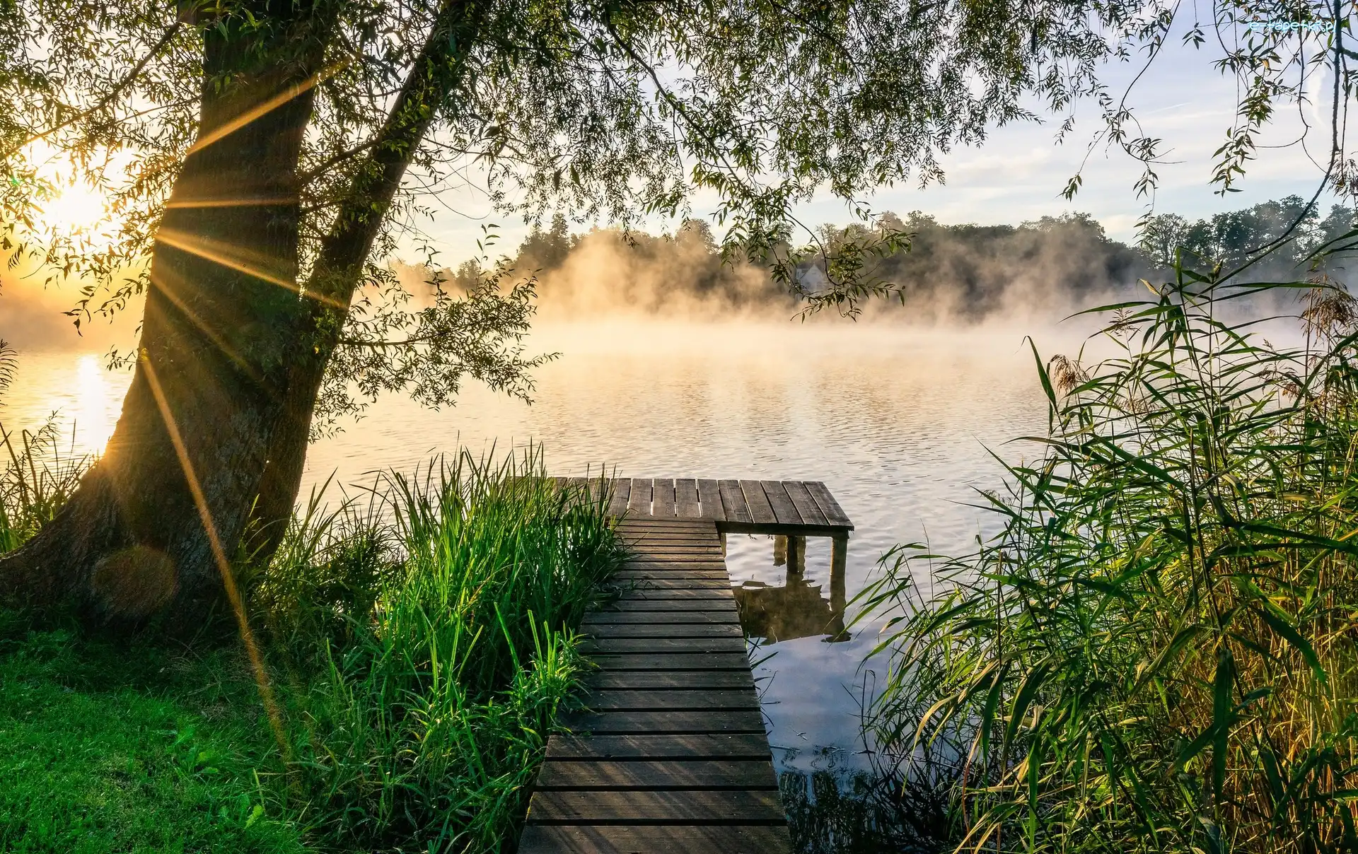 Mgła, Drzewo, Poranek, Promienie słońca, Pomost, Jezioro