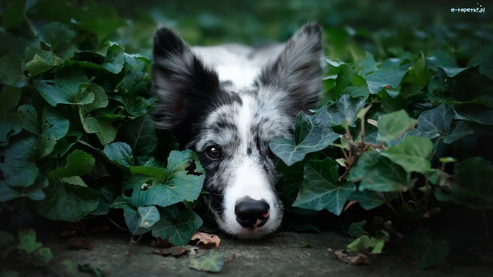 Bluszcz, Mordka, Roślina, Listki, Border collie, Pies