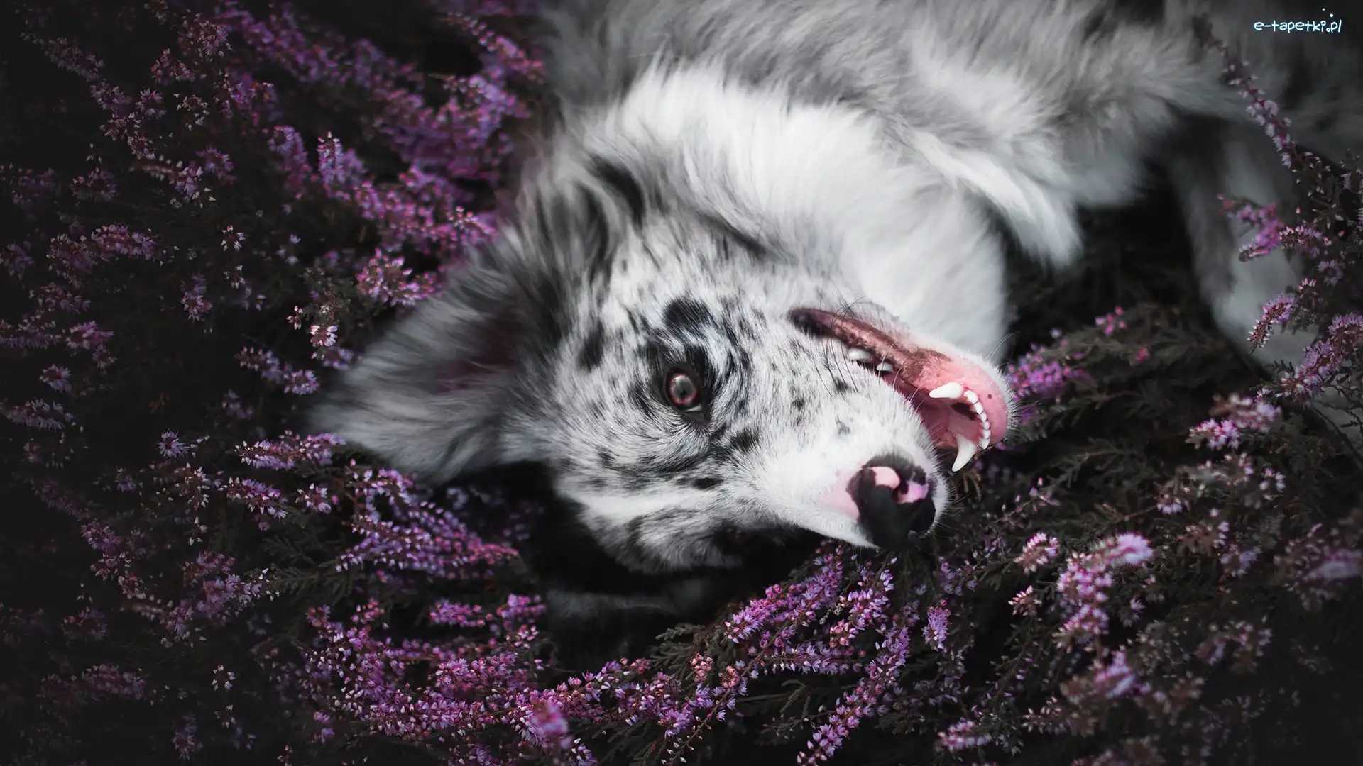 Border collie, Wrzos, Mordka, Pies