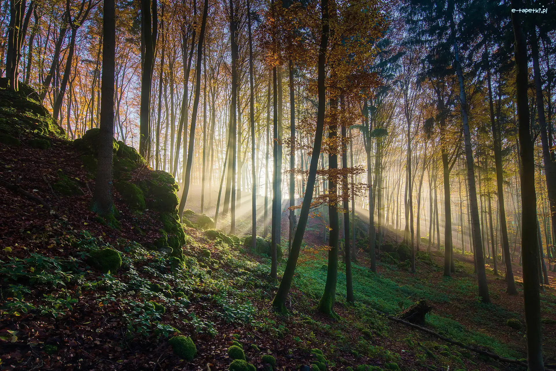 Jesień, Drzewa, Przebijające Światło, Las