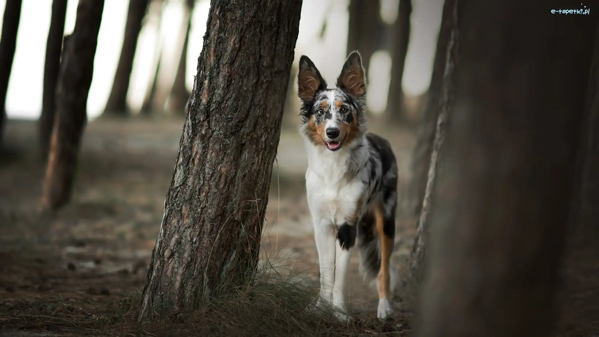 Drzewa, Border collie, Pies