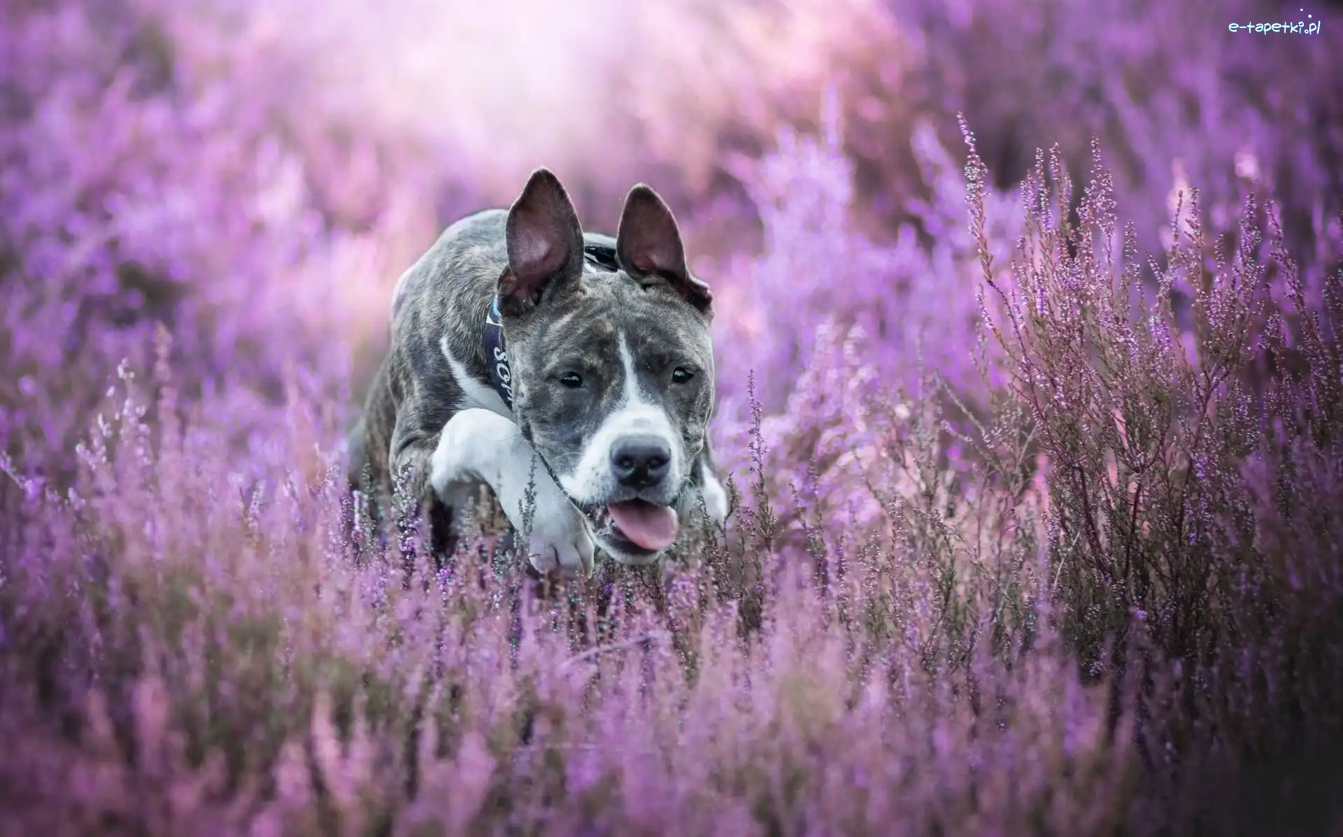 Wrzosy, Amstaff, Pies