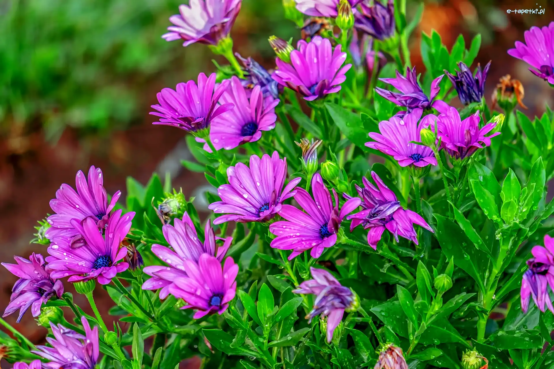 Kwiaty, Stokrotka afrykańska, Osteospermum, Ciemnoróżowe