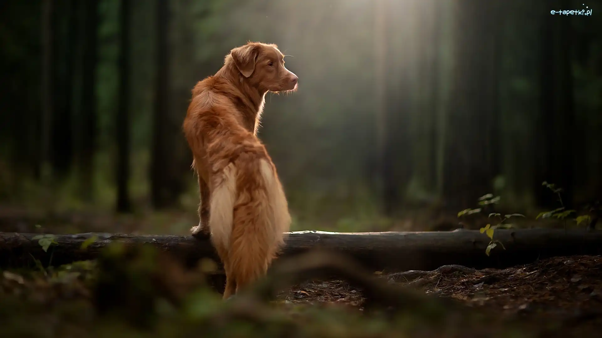 Retriever z Nowej Szkocji, Drzewo, Las, Pies