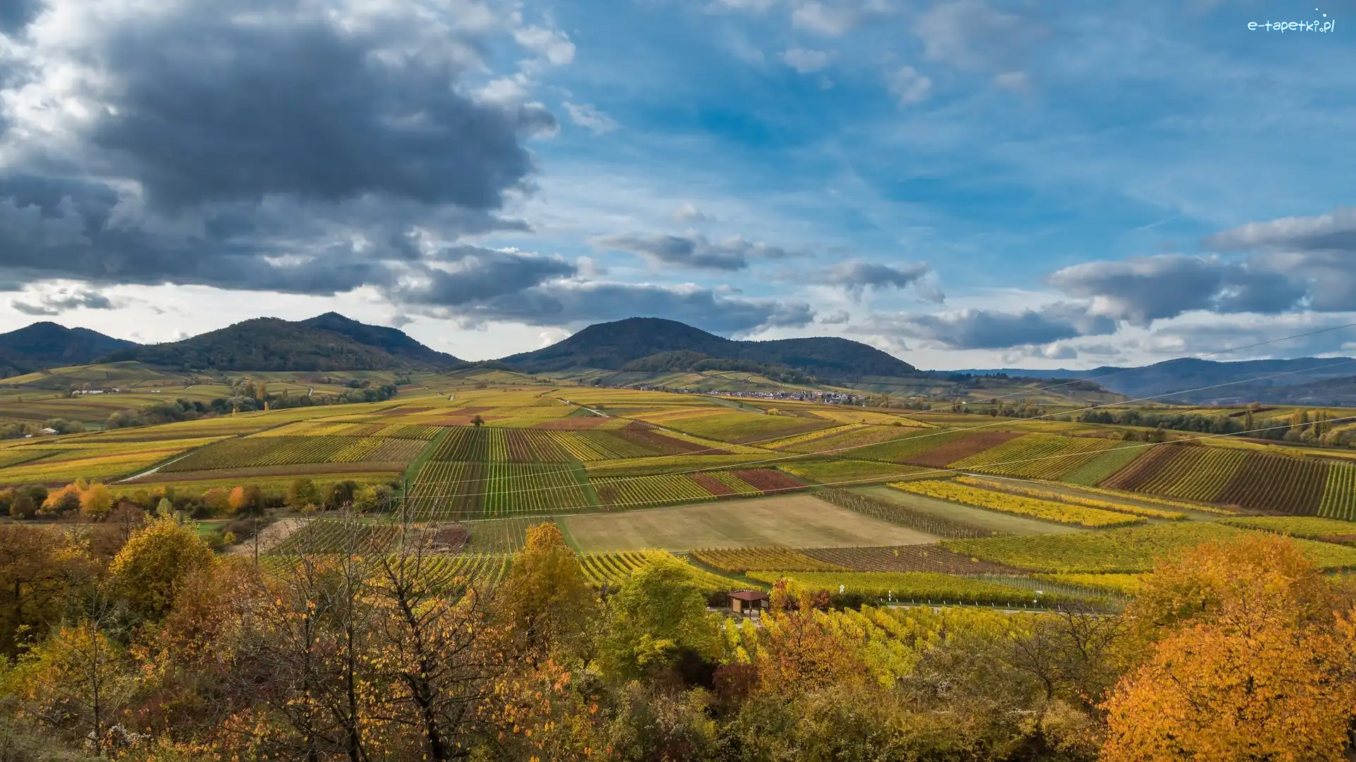 Drzewa, Pola, Góry